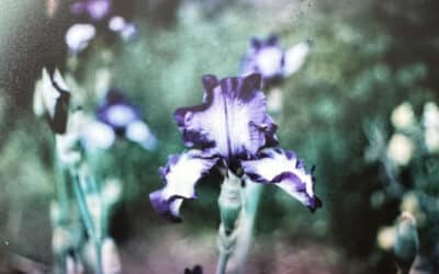 Iris planting dedication celebrated at Duffield Place